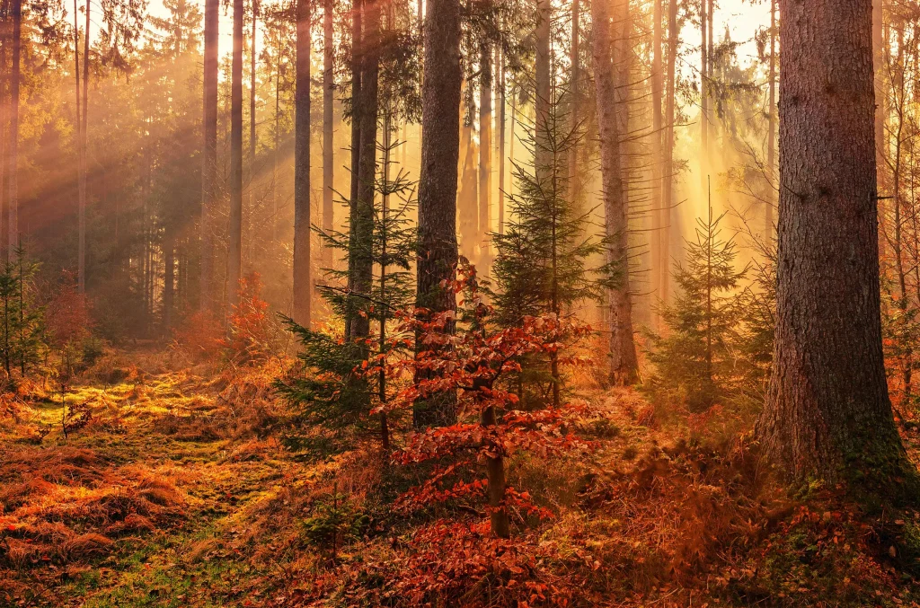 Foto von Johannes Plenio auf Unsplash